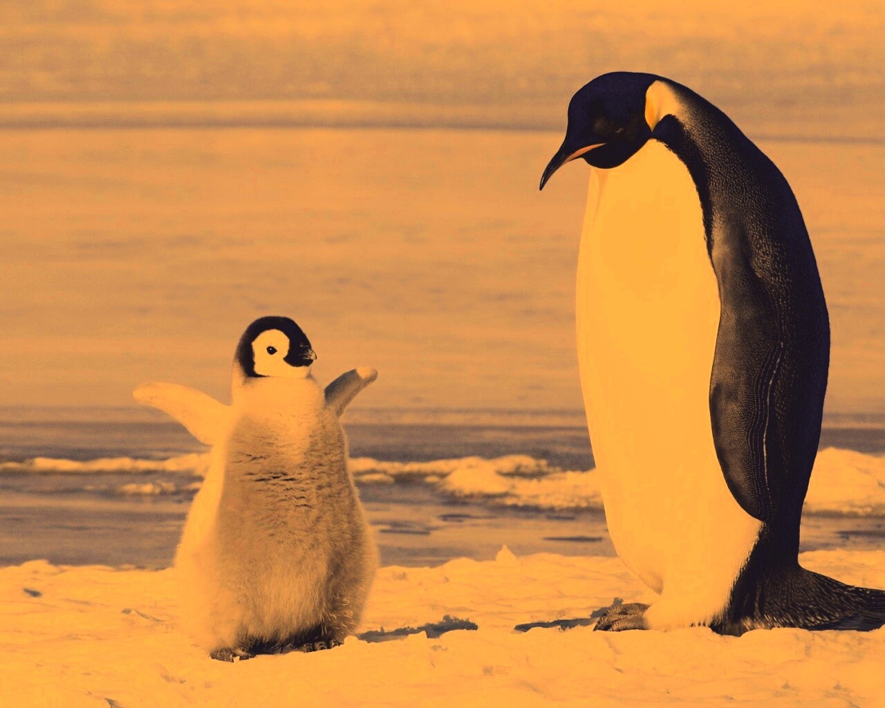 Радостный пингвинёнок обои