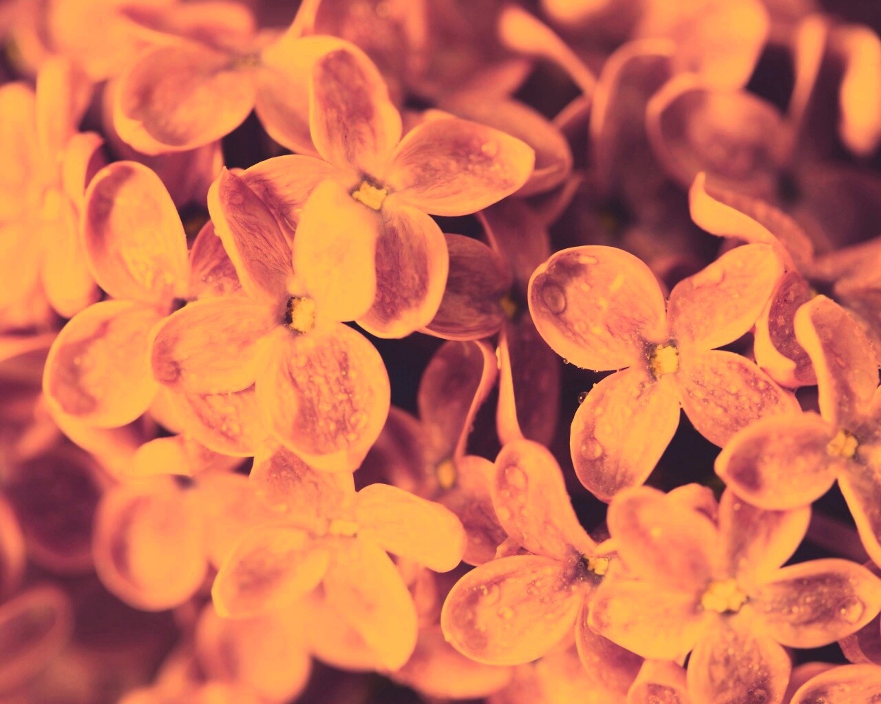 Цветы сирени обои