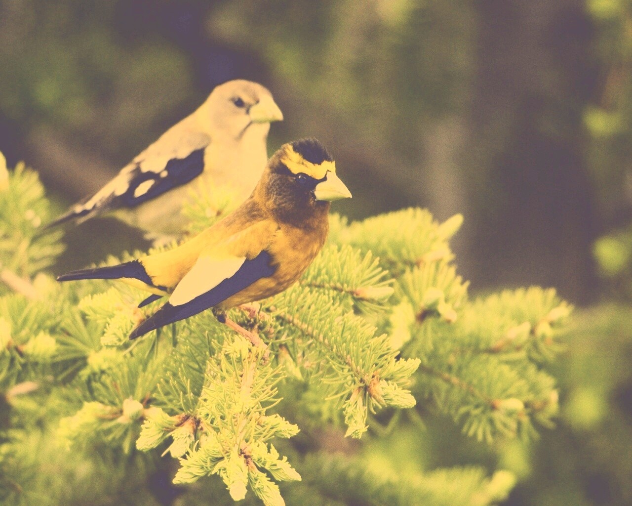 Птички с зелёными клювами обои