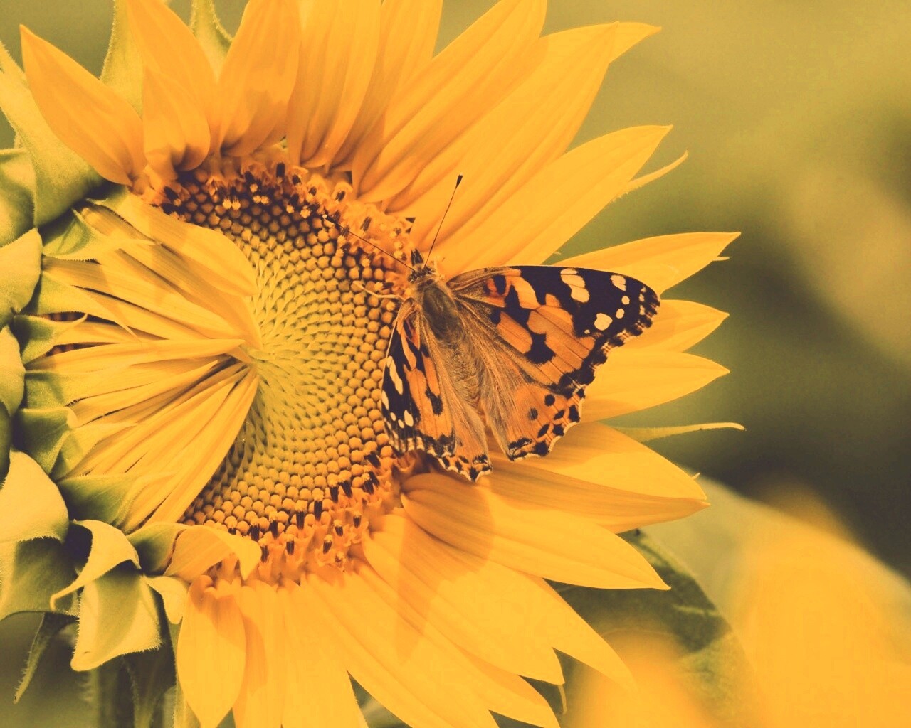 Бабочка на подсолнухе обои