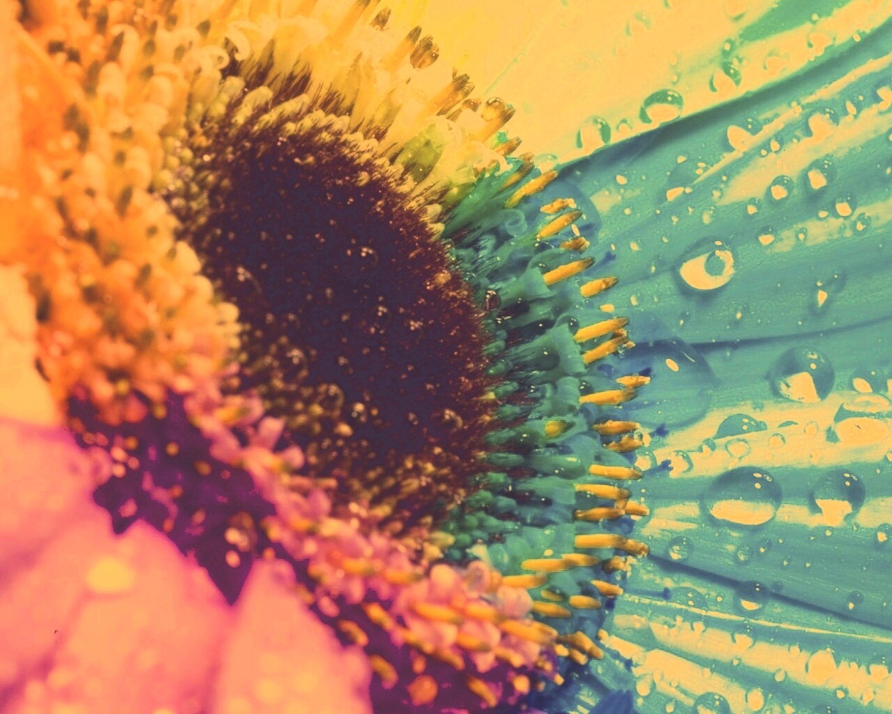 Цветик семицветик обои