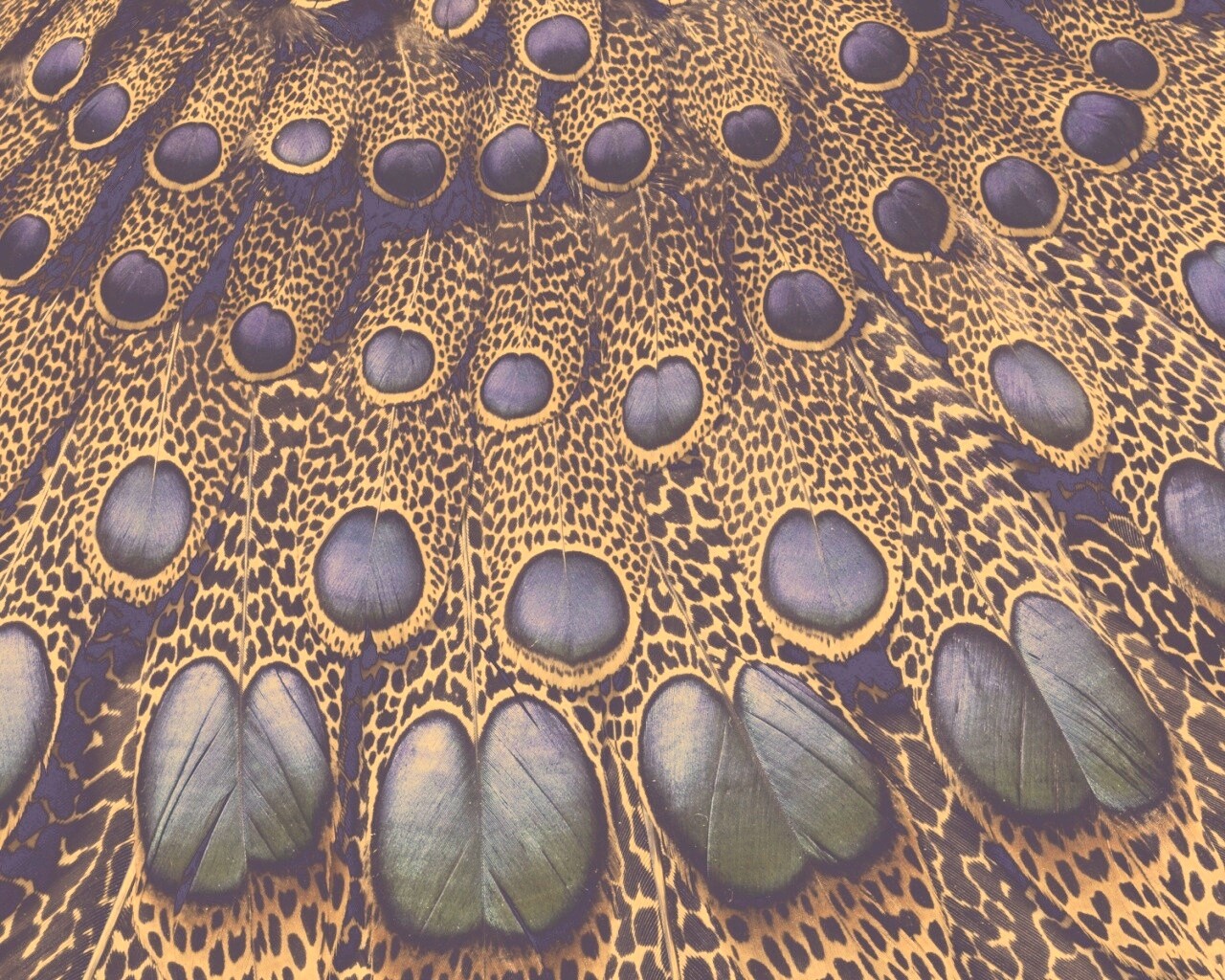 Хвост павлина обои