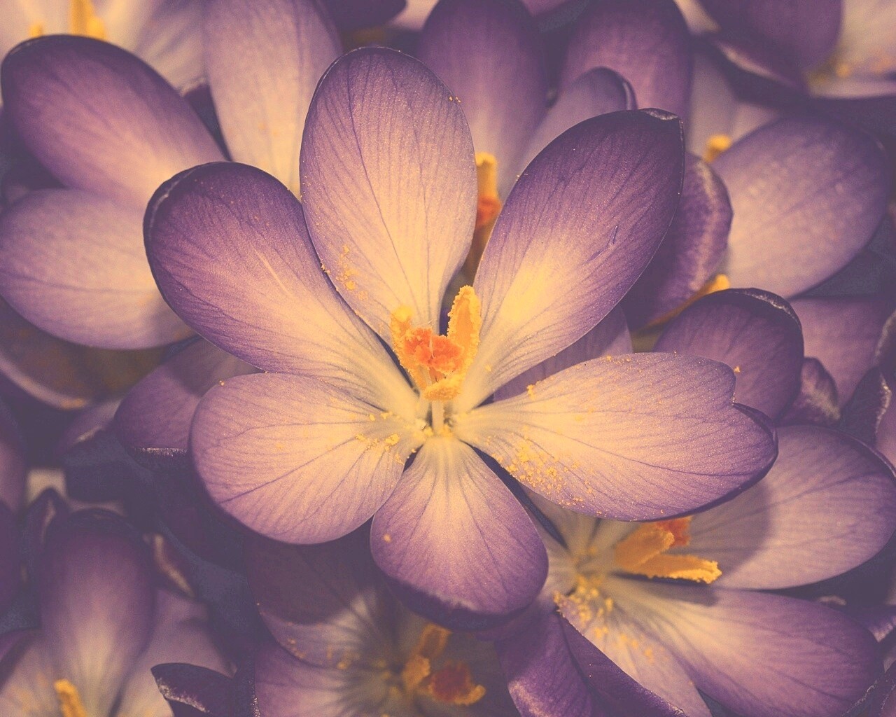 Сиреневый цветок обои