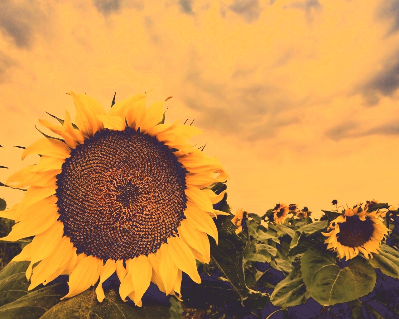 Подсолнухи обои