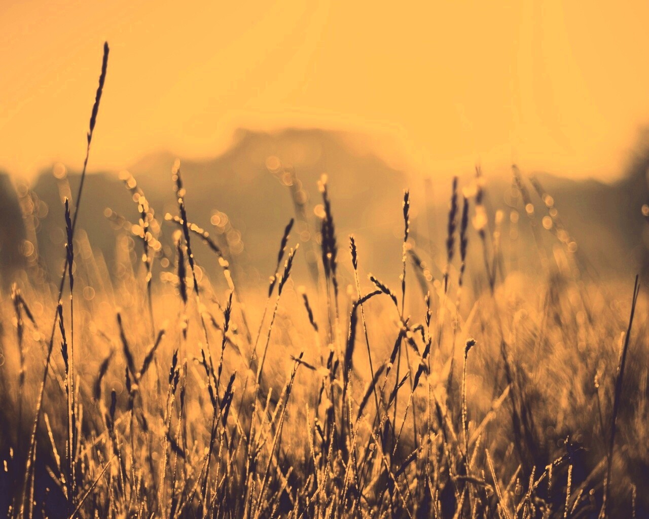 Поле пшеницы обои