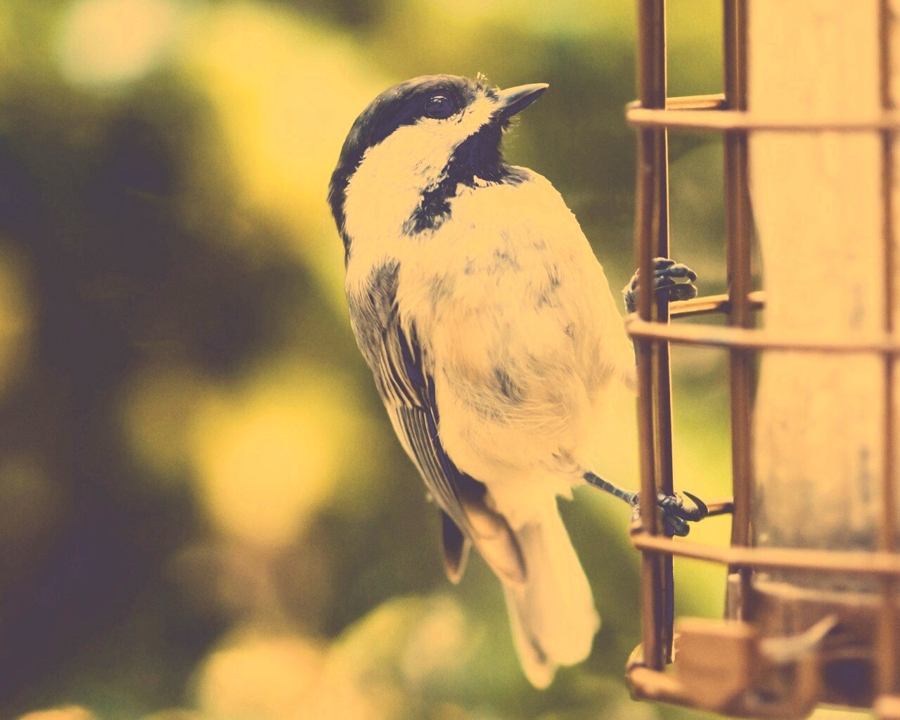 Птичка обои