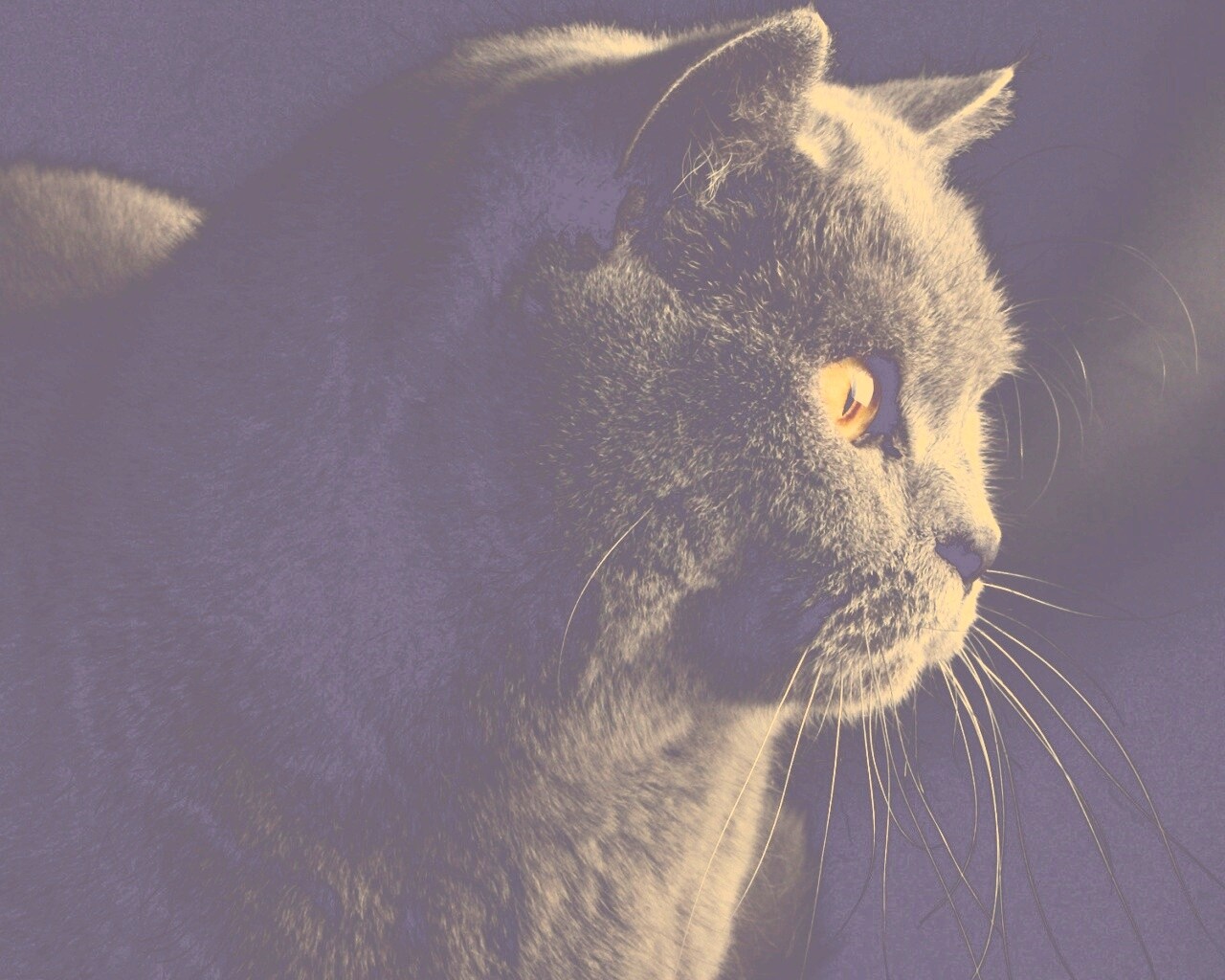 Плюшик  обои