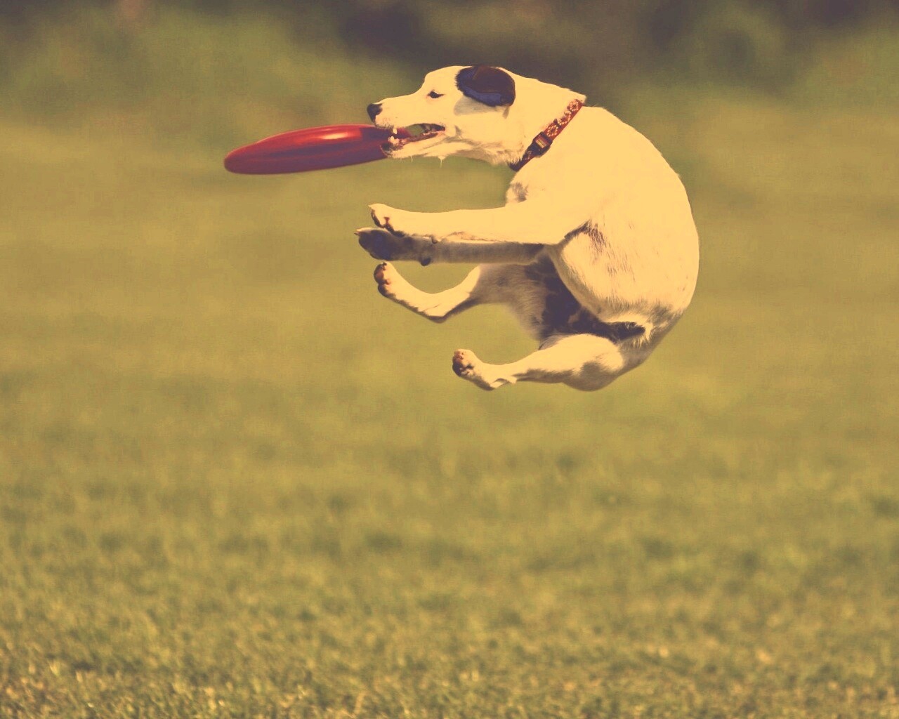 Ловкач обои