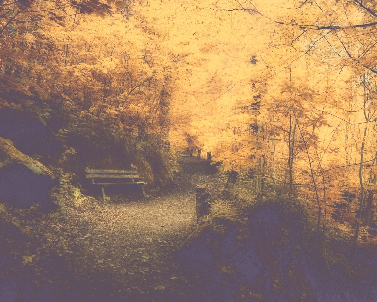 Скамейке в чаще парка обои