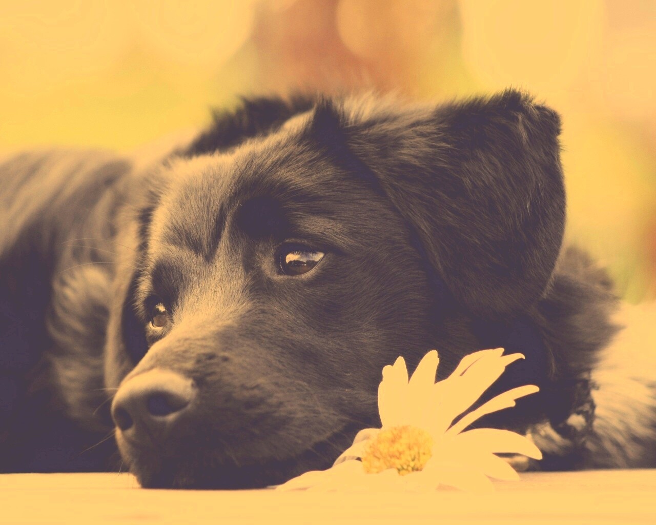 Собака с ромашкой обои
