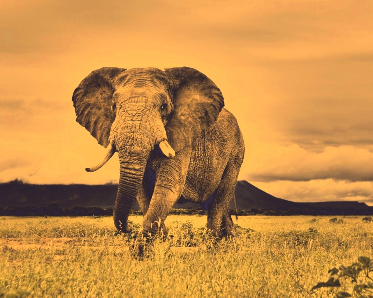 Слон на прогулке обои