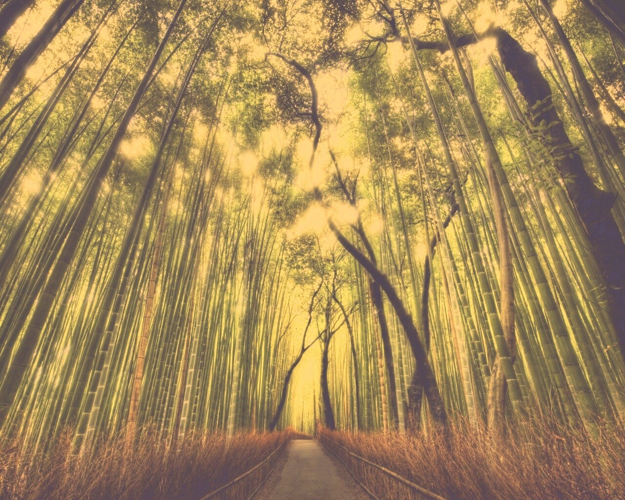 Дорога в тростниковых зарослях обои