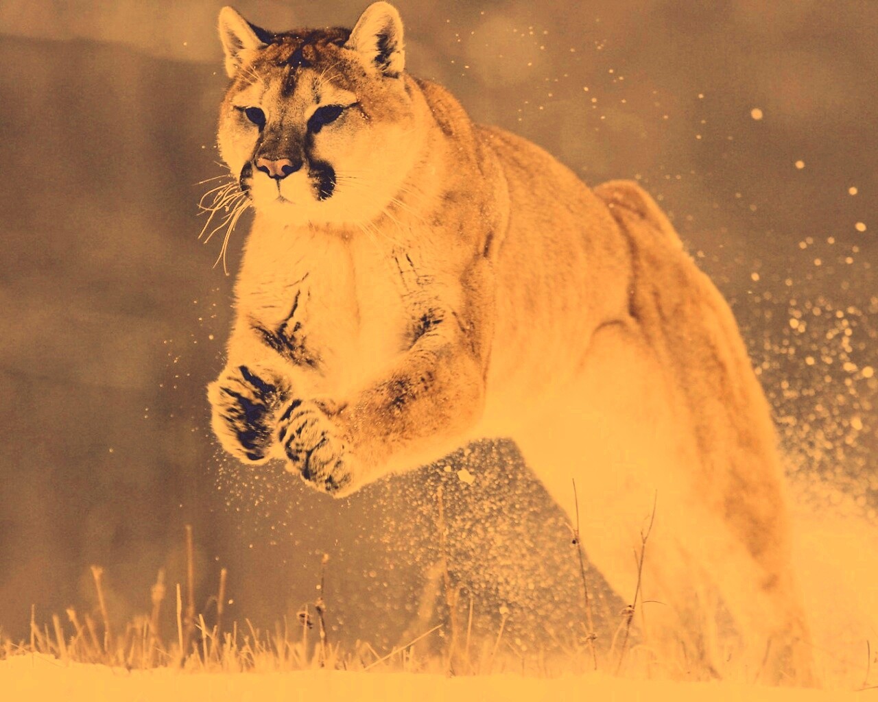 Снежная пума обои