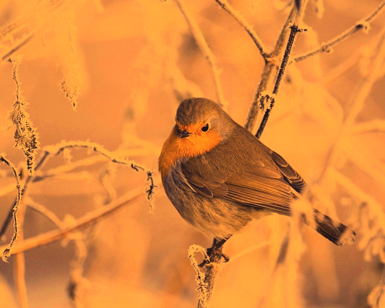 Птичка на ветке обои