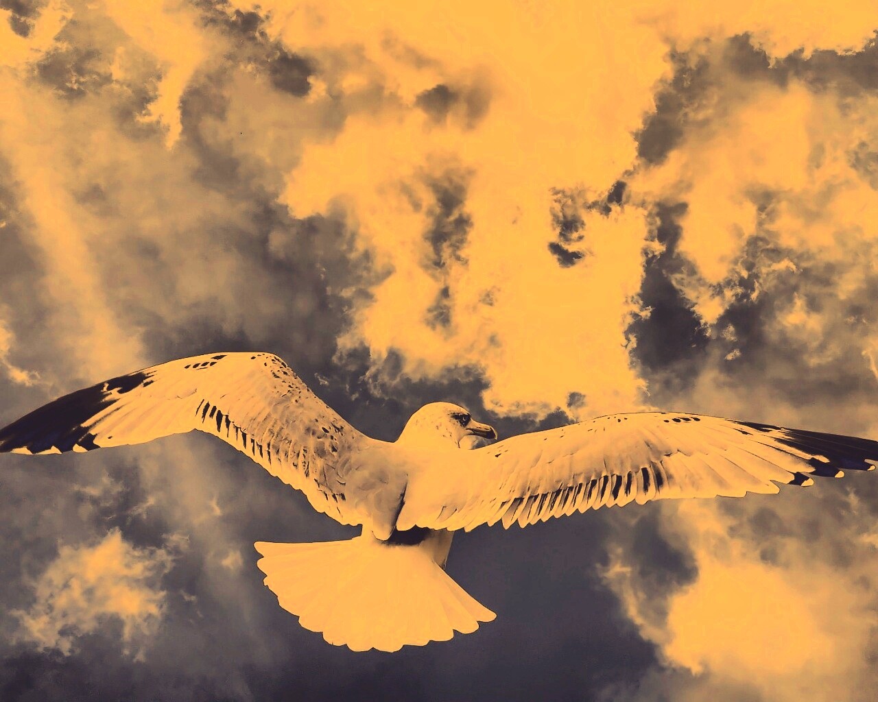 Гордая птица в полете обои