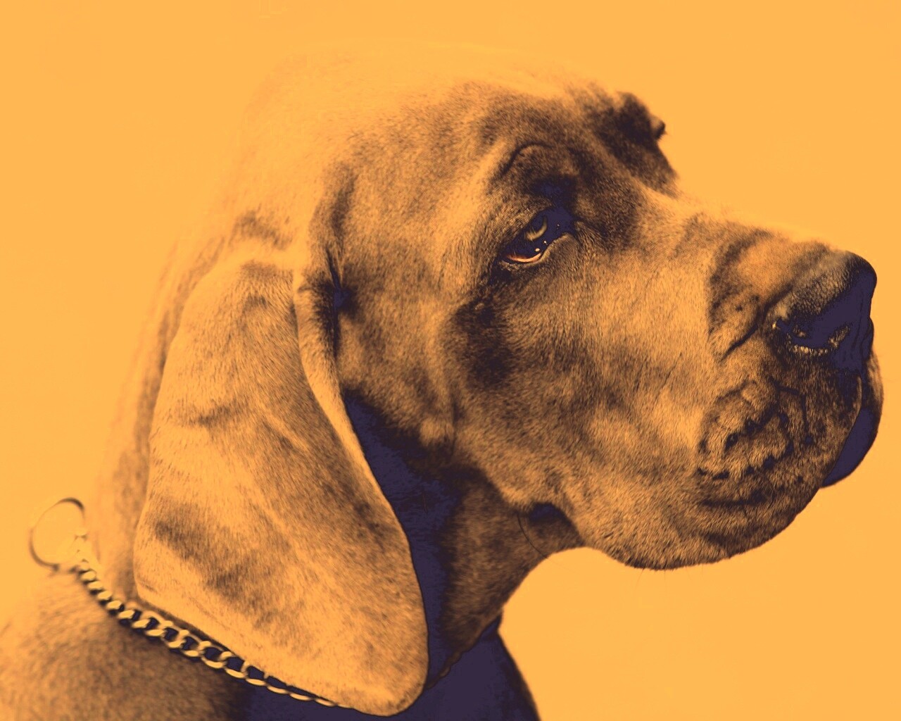 Грустная собака обои