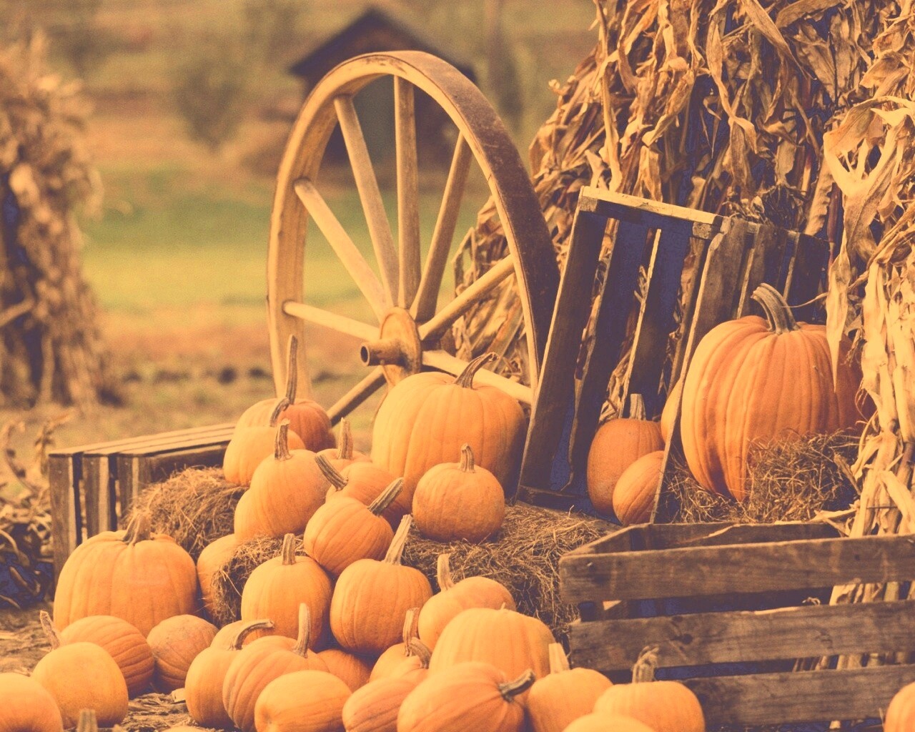 Урожай обои