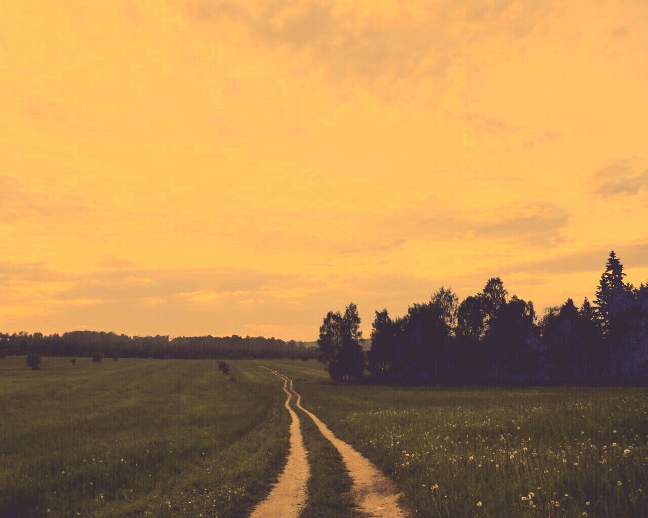 Дорога к лесу обои