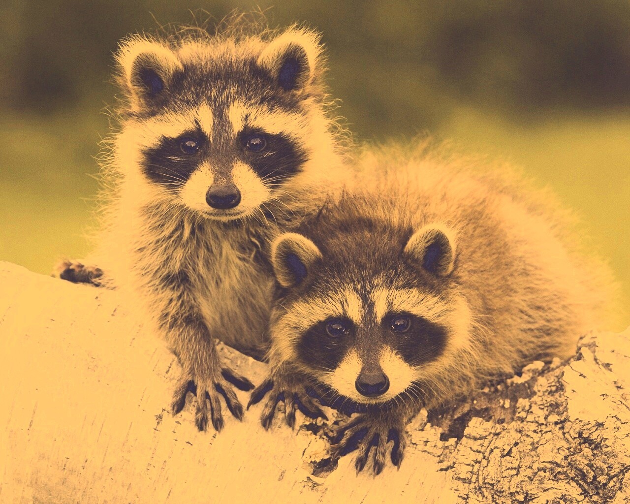 Полосатики обои