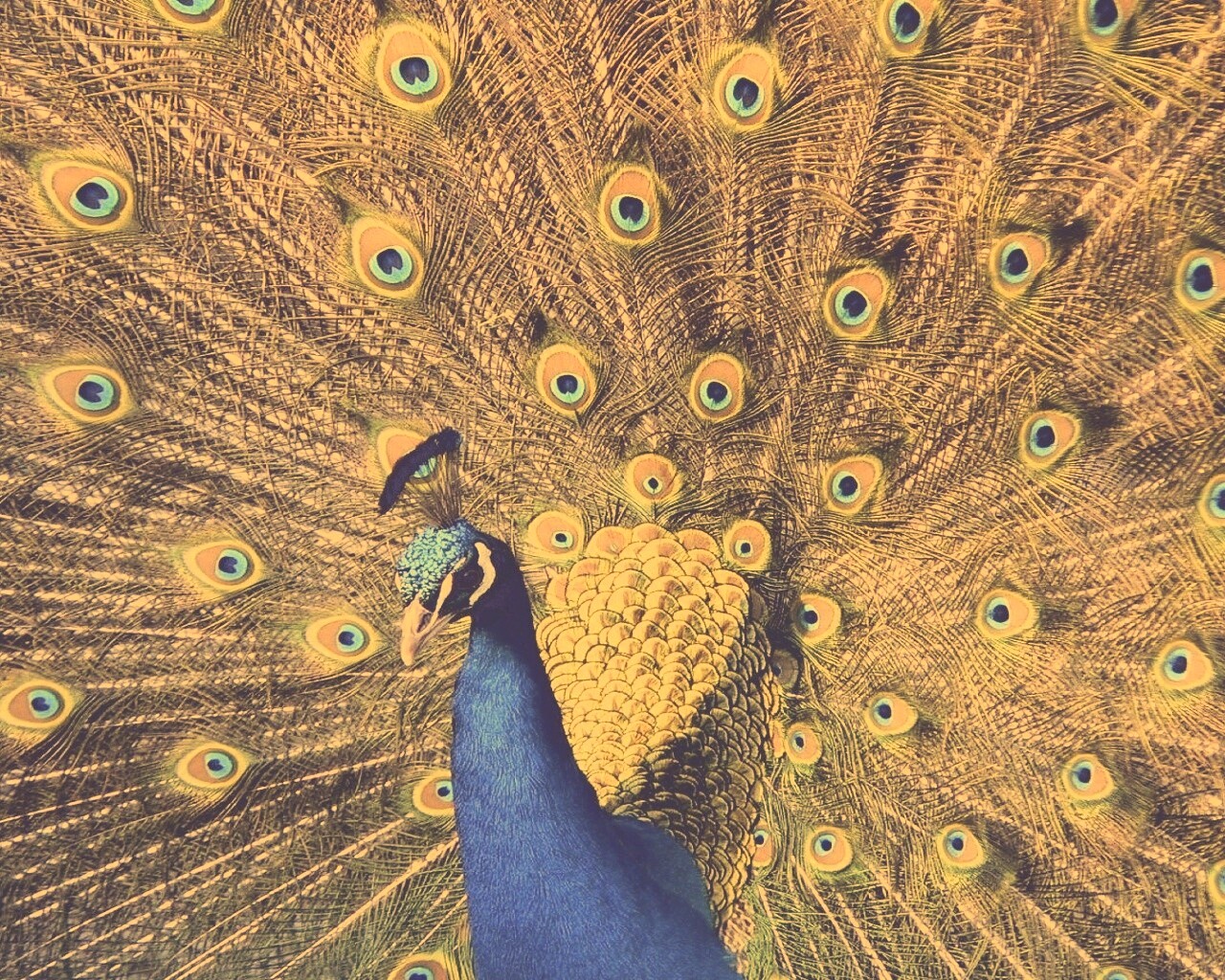 Павлин, говоришь... обои