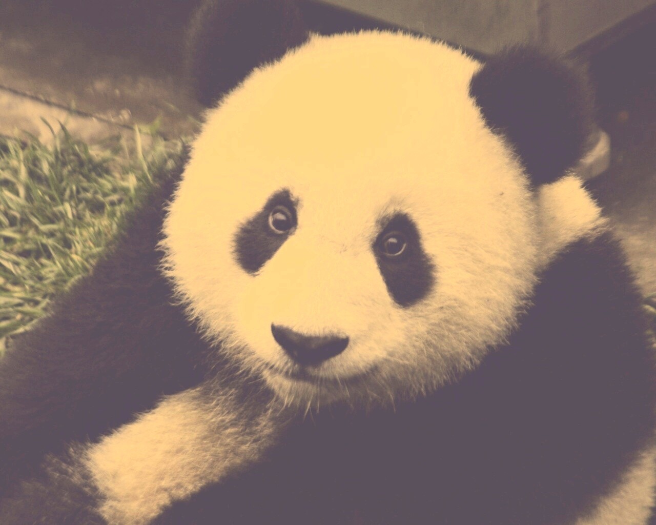 Взгляд.. обои