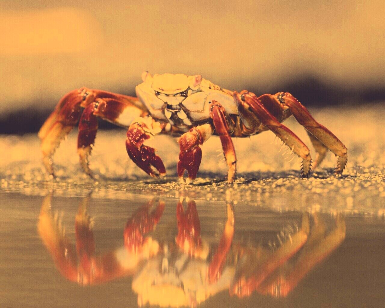 Краб обои
