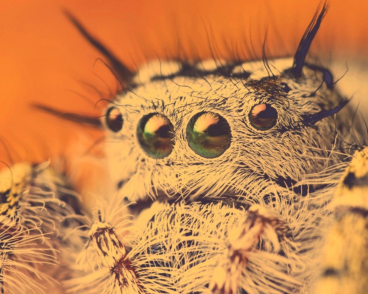 Паук в макро обои