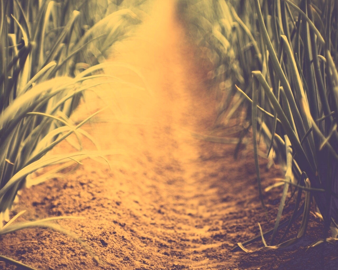 Тропинка в траве обои