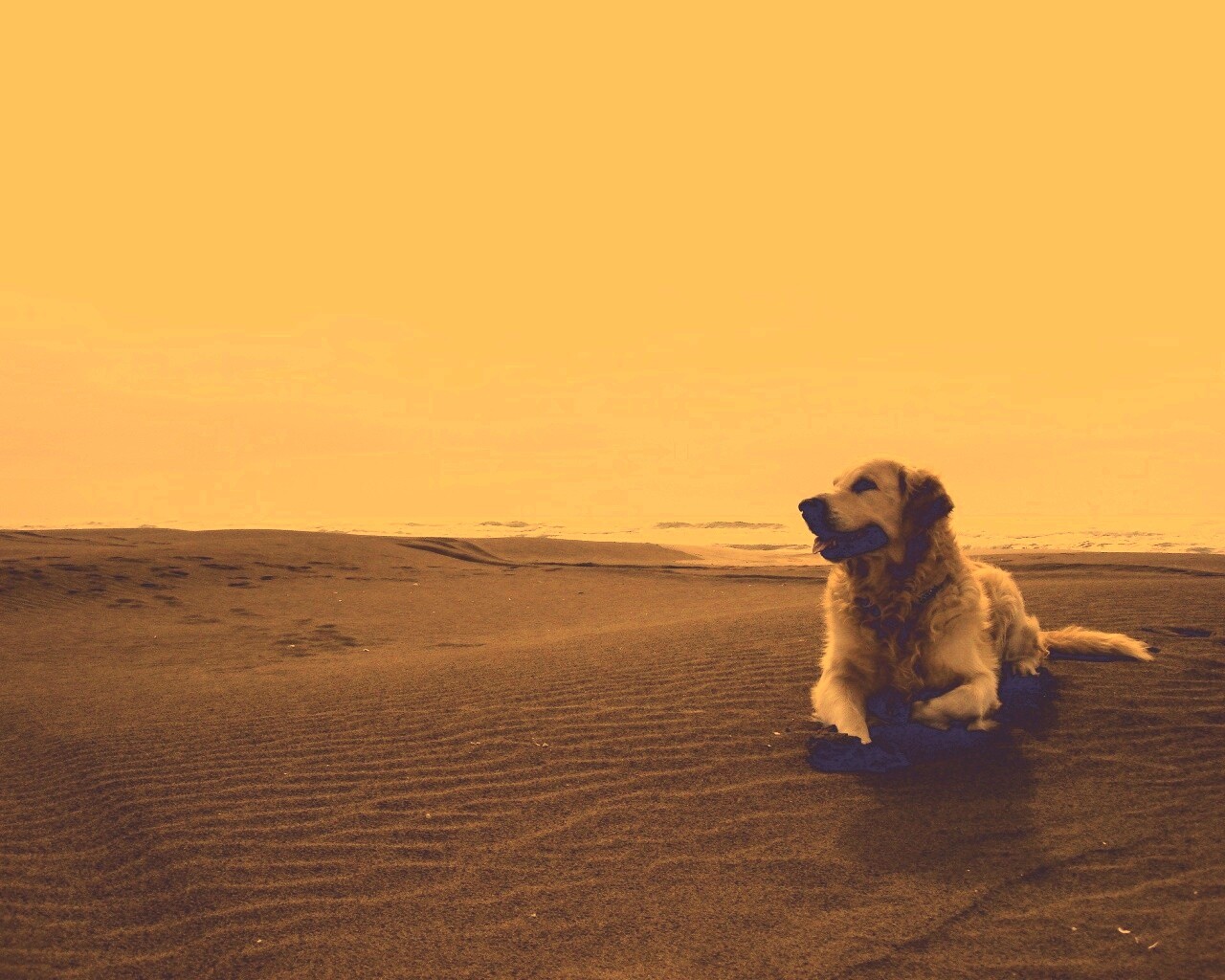 Красивая собака на оранжевом песке обои