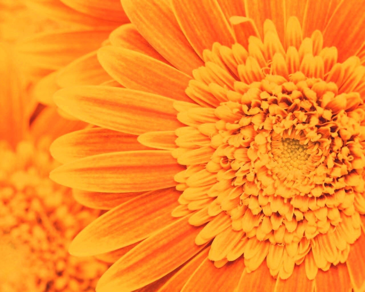 Большой оранжевый гербер обои