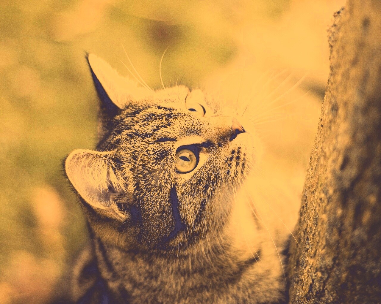 Кошак на дереве обои