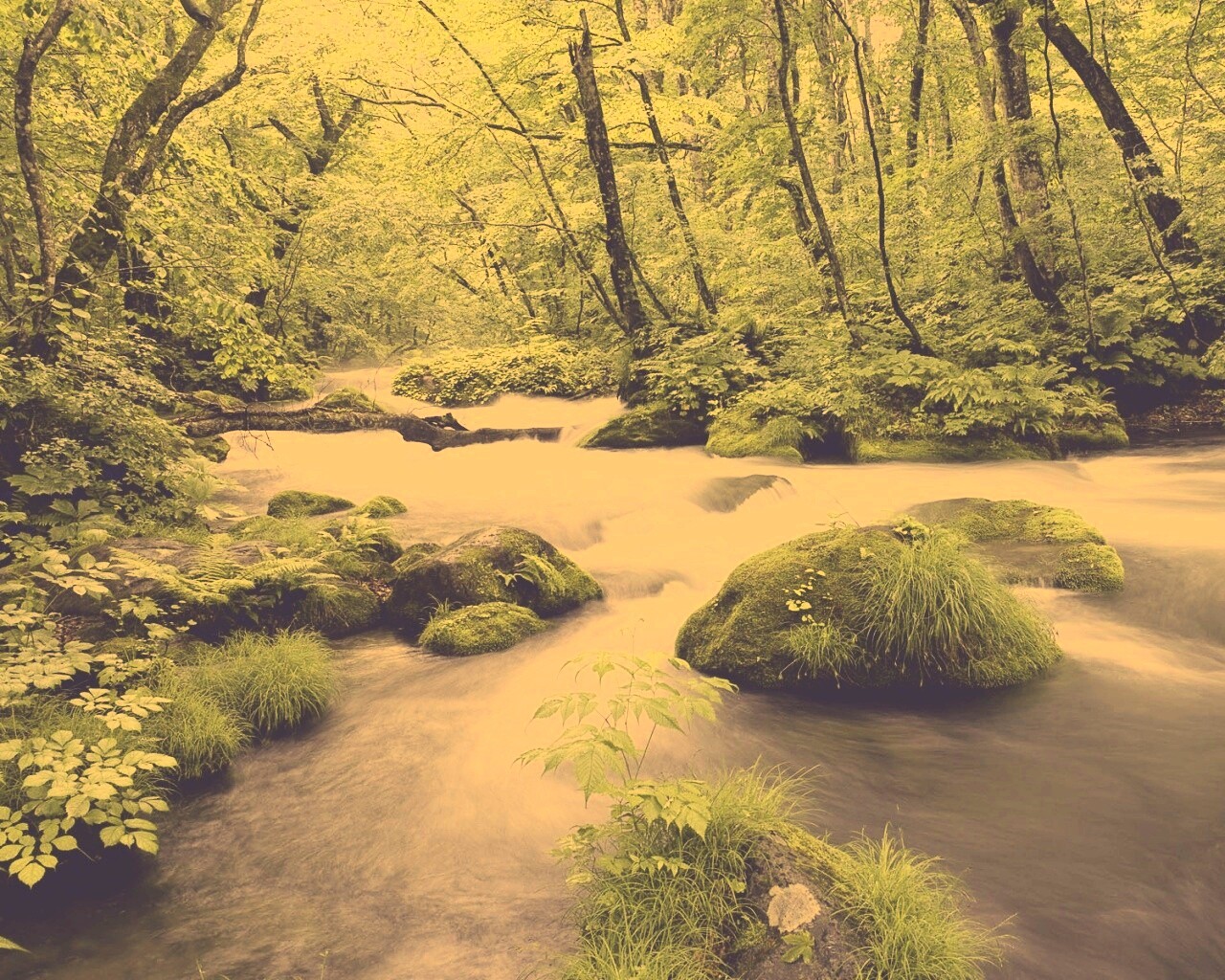 Лесная река обои