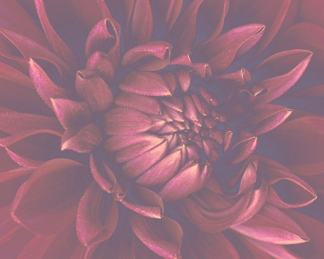 Цветок обои