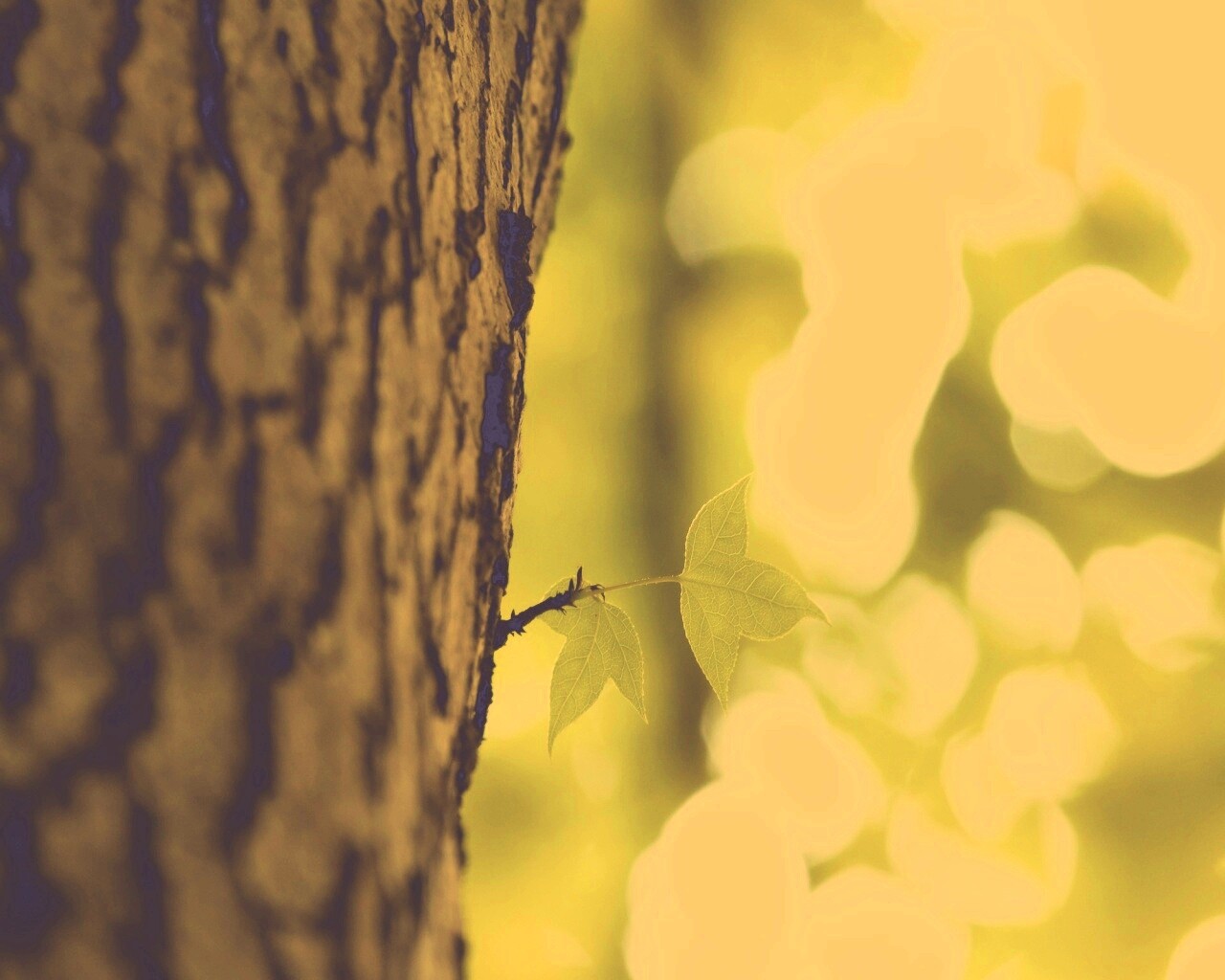 Листок на стволе дерева обои