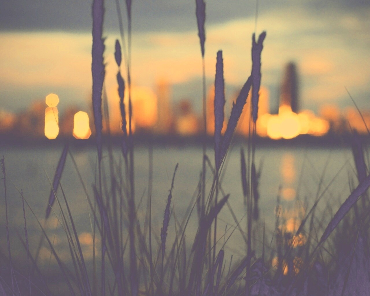 Камыш на фоне вечерних огней обои