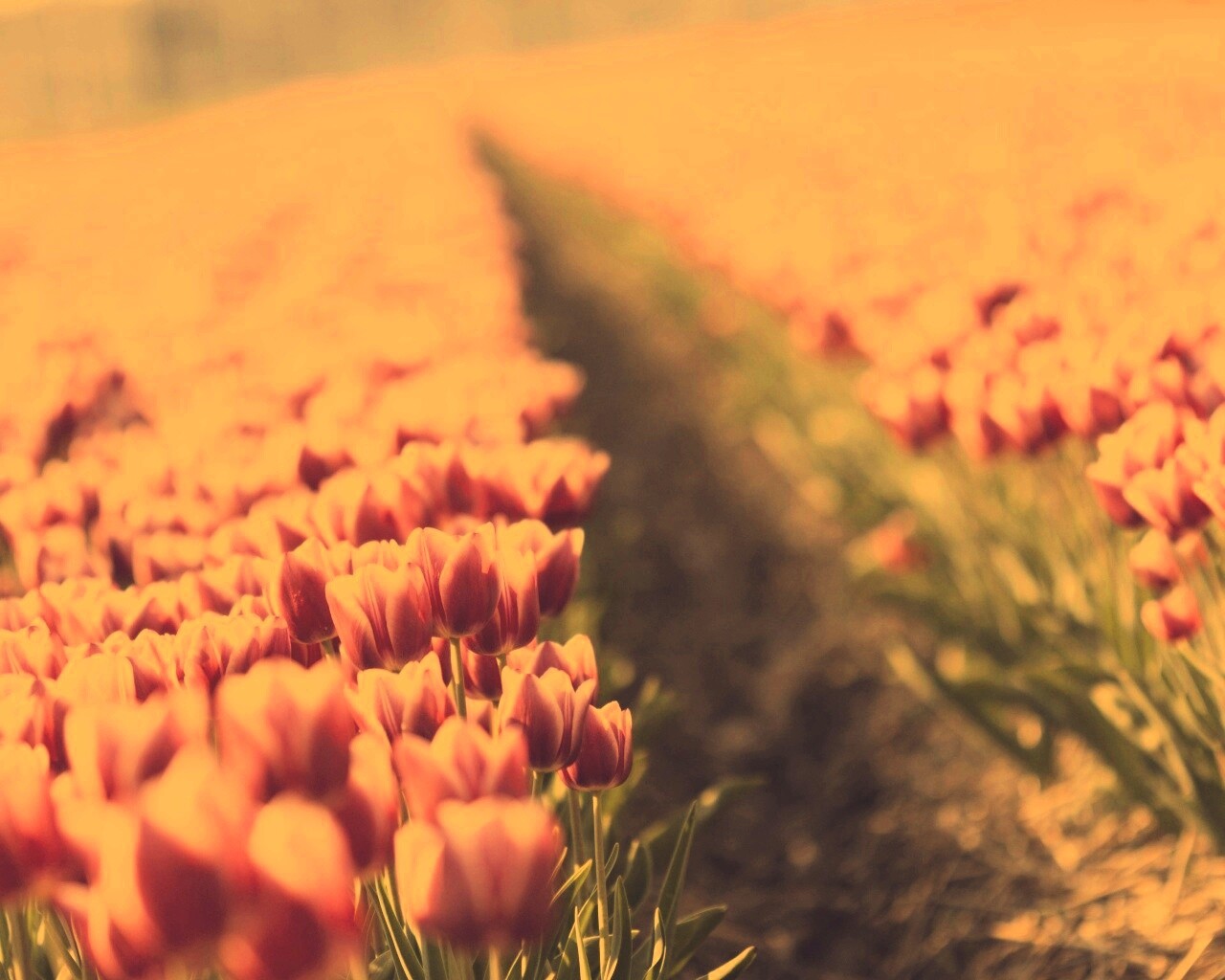 Тропинка в поле розовых тюльпанов обои