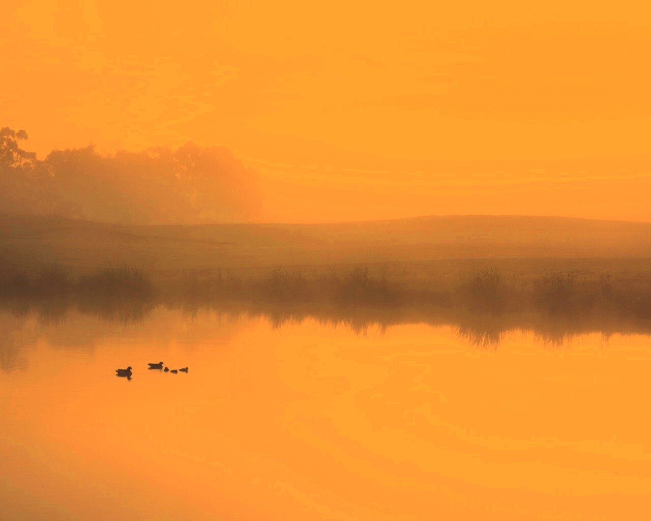 Ducks on a Misty Pond обои