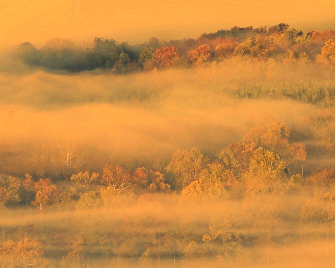 Туманный лес обои