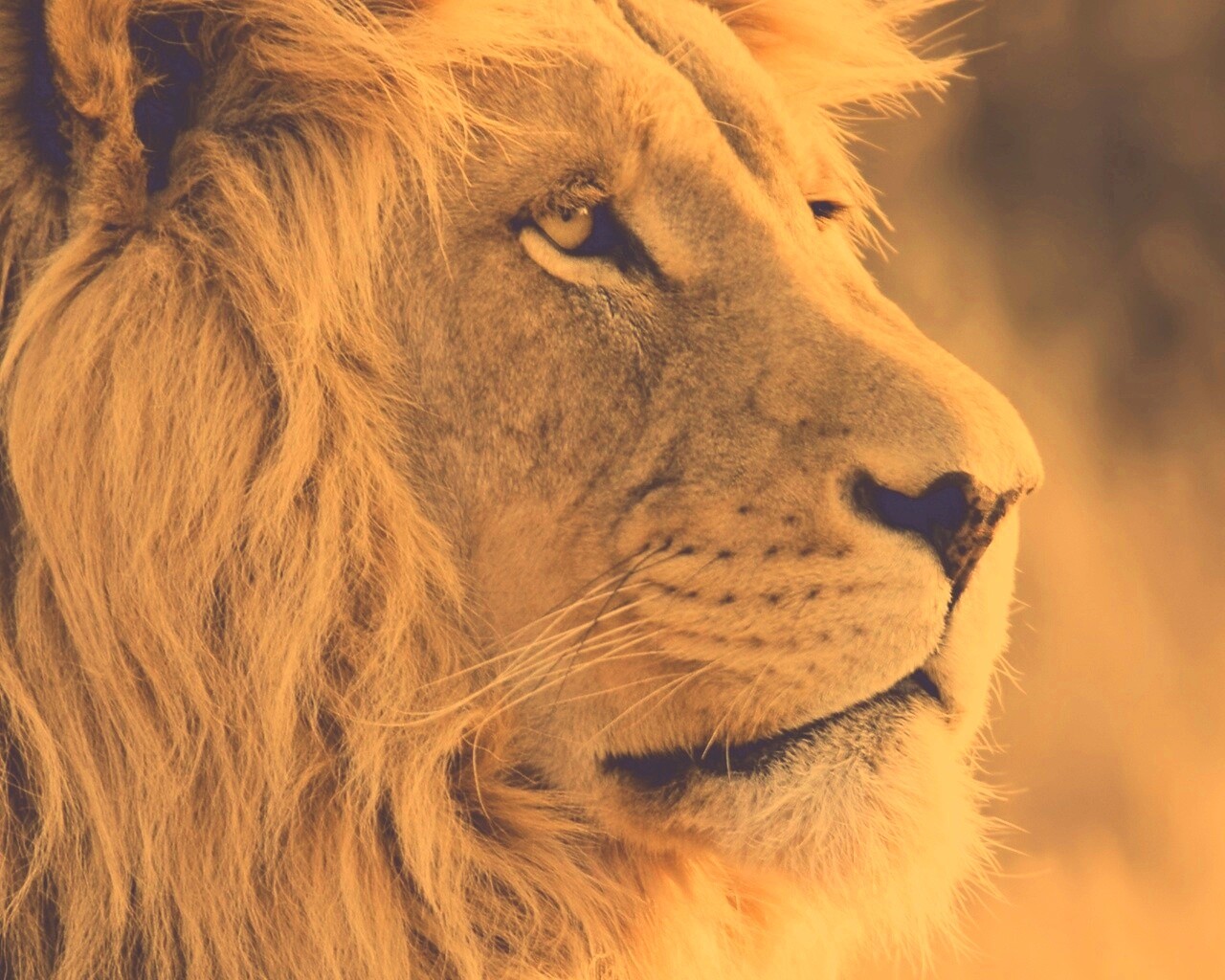 Лев обои