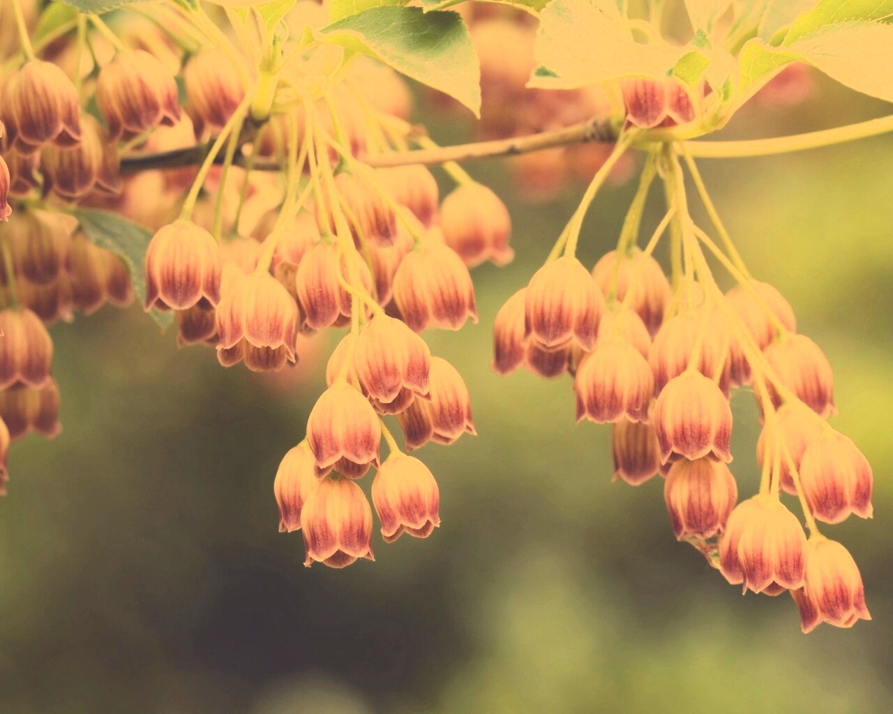 Красные колокольчики обои