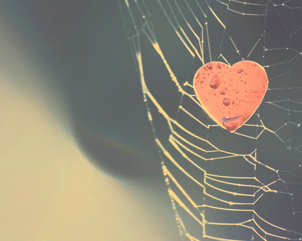 Сердце в паутине обои