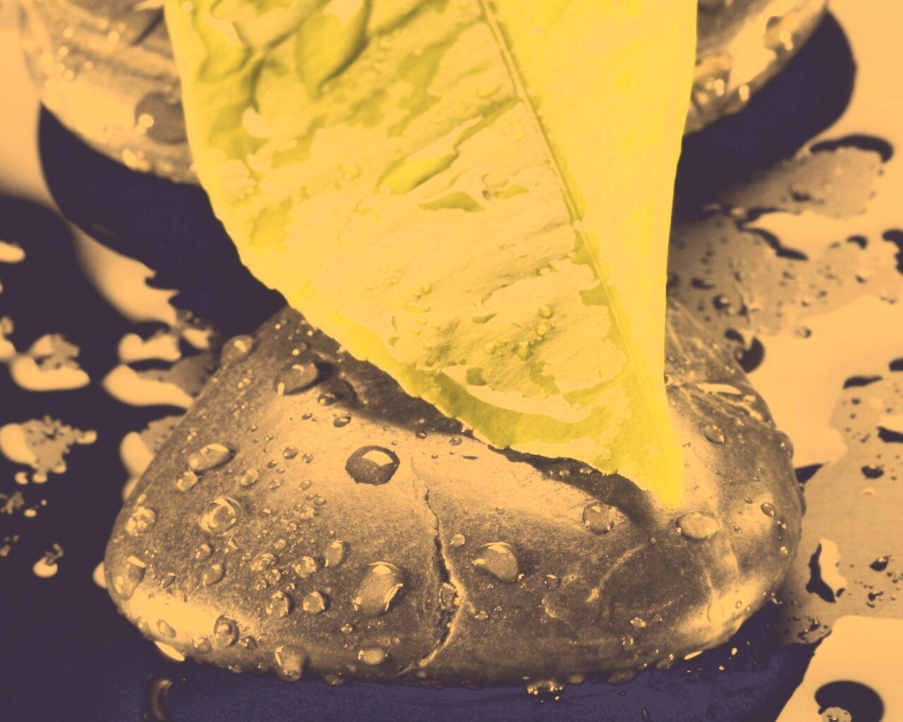 Зеленый лист на черных камнях обои