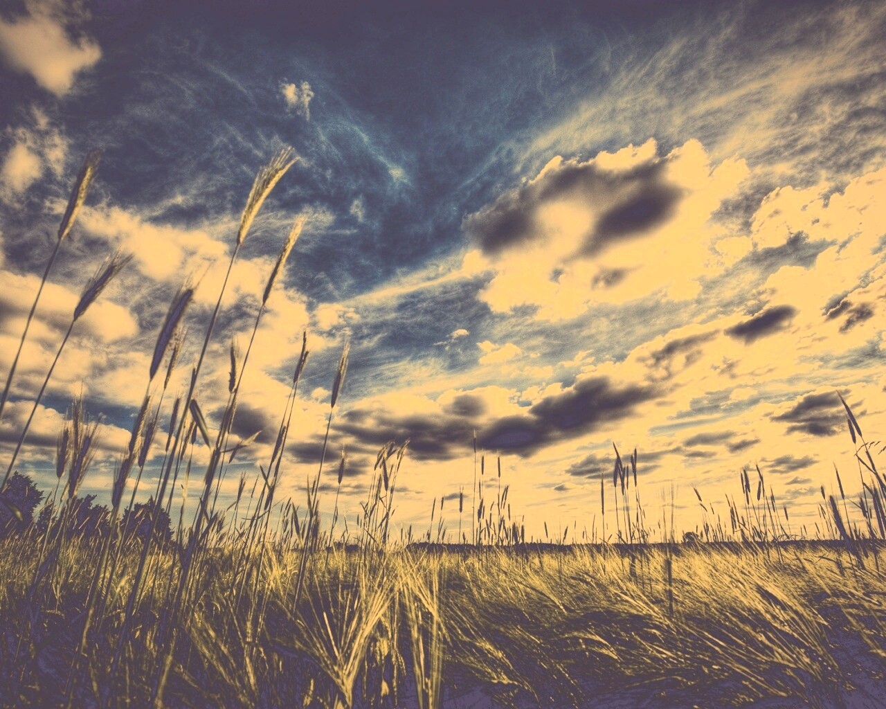 HDR Поле обои