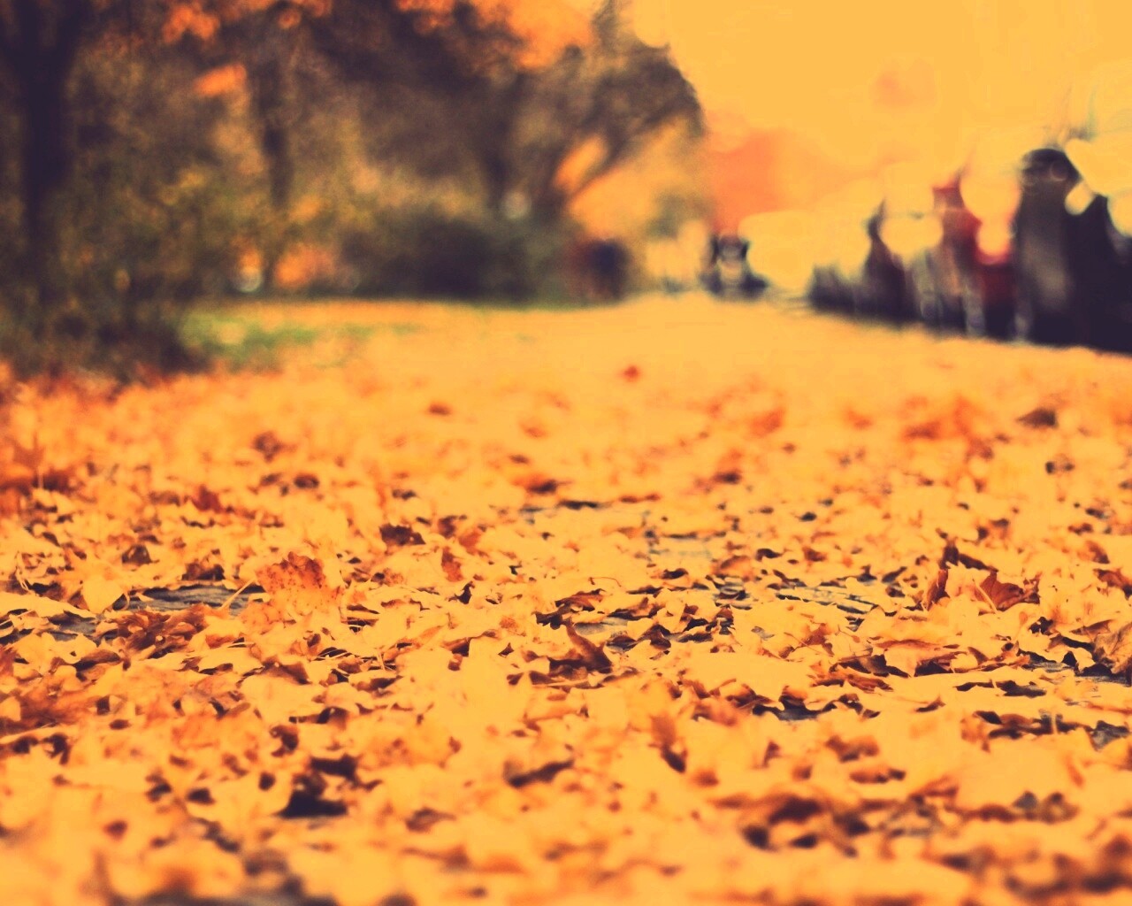 Осенние листья обои