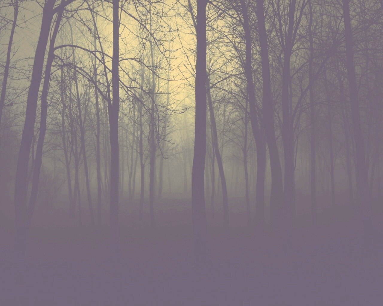 Страшный туманный лес обои