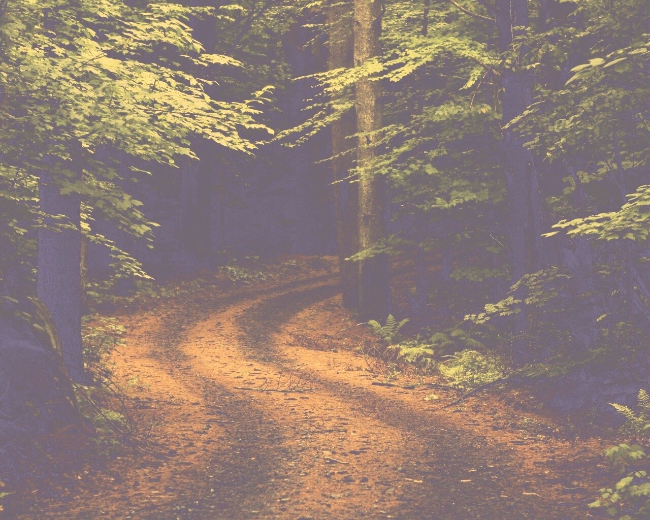 Лесная дорога обои