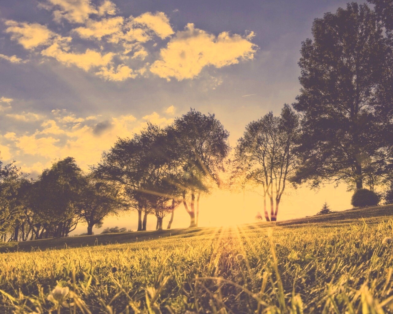 Лучи солнца на траве обои