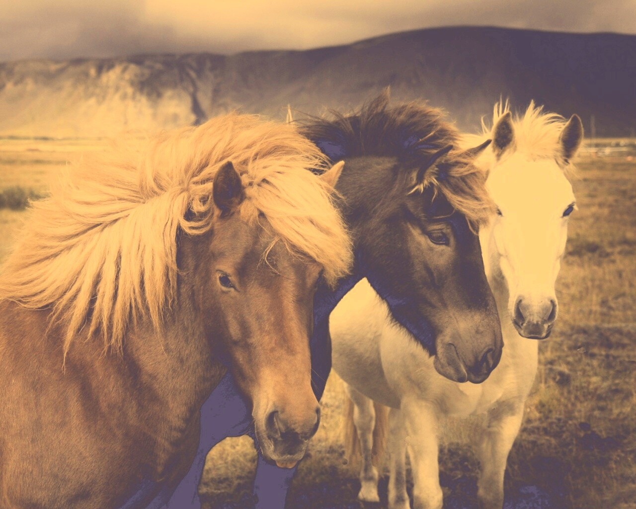 Мустанги обои