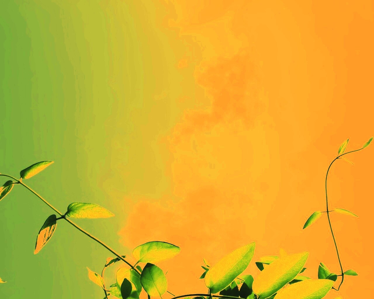 Зеленые ветви на фоне голубого неба обои