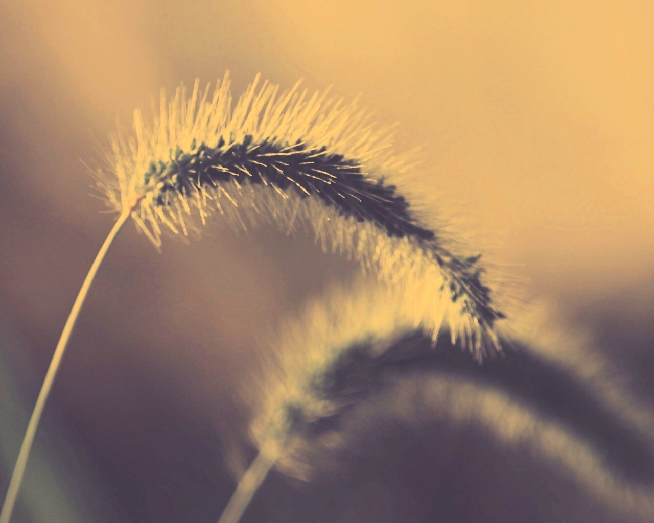 Травинка обои